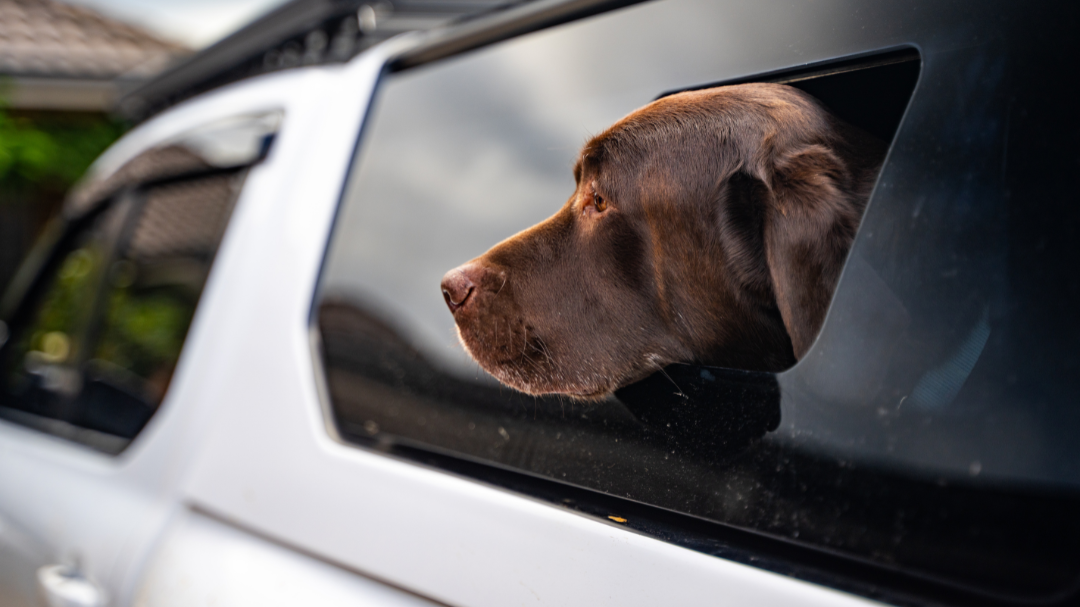 DUAL-FUNCTION SIDE WINDOW